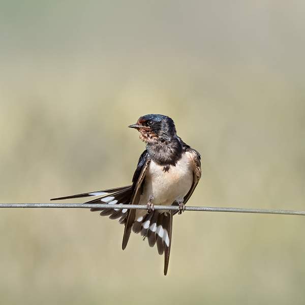 Life on the Wire 5.jpg